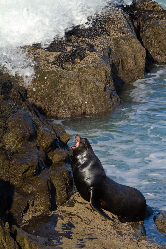 California Sea Lion